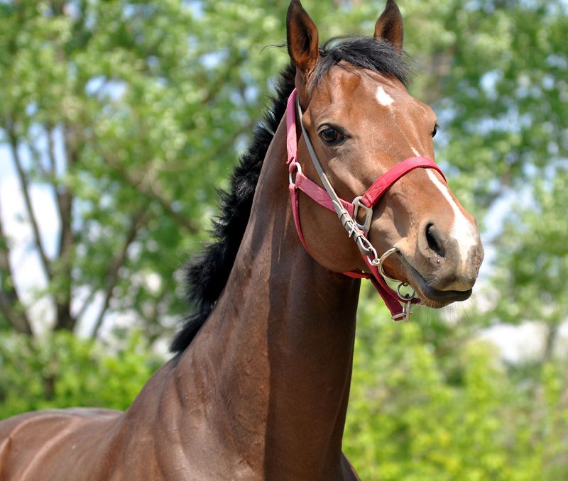 0-153232-horse.jpg