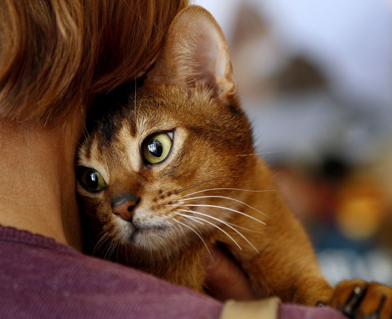 0-155002-catderomania.jpg