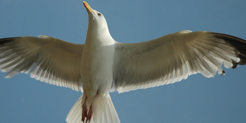 0-155263-albatros.jpg