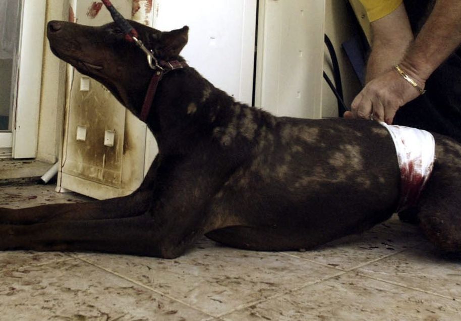 0-155372-dog.jpg