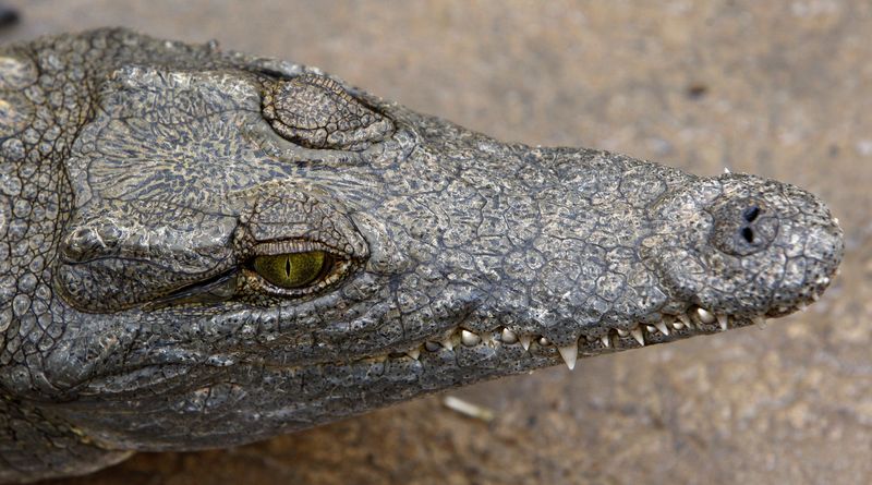 0-156693-croco.jpg 0-156693-croco.jpg