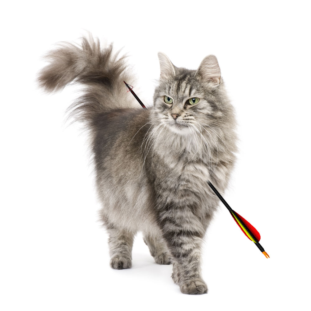 4045-157354-cat.jpg