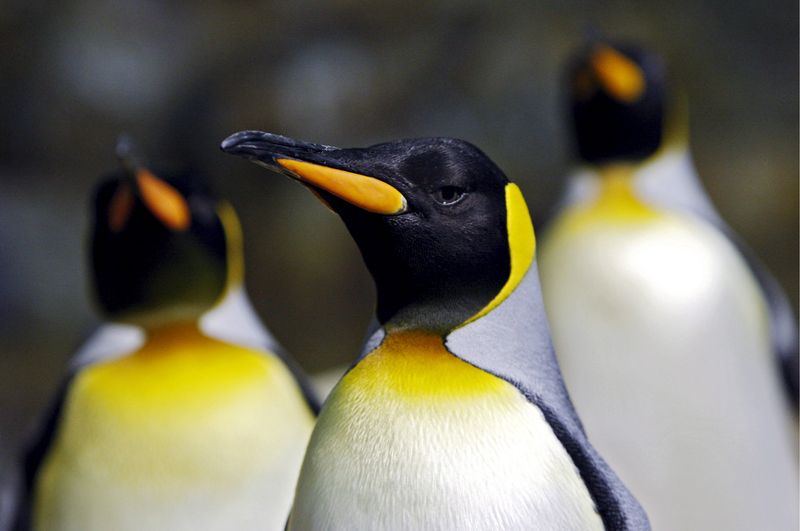 0-165096-pinguini.jpg