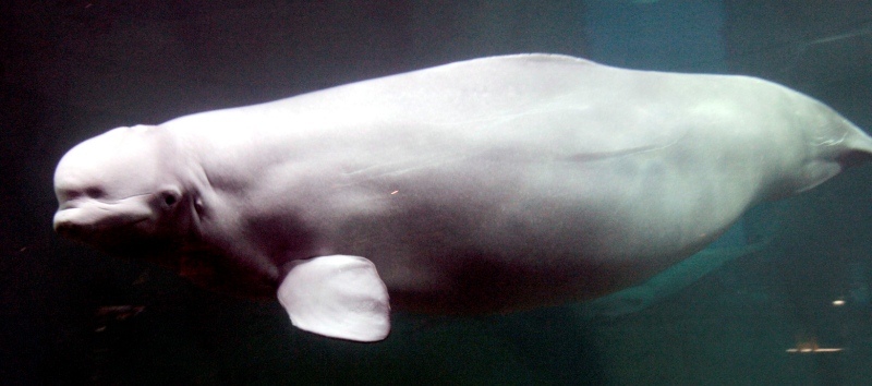 0-168027-beluga.jpg