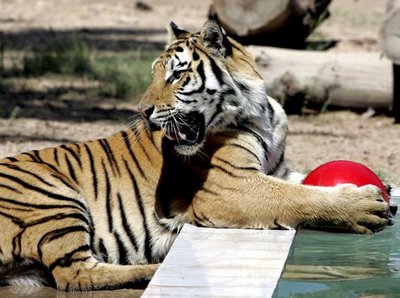0-168738-tiger.jpg