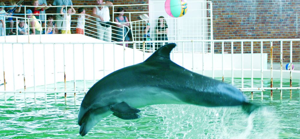 4059-161253-7delfinariulconstanta10.jpg