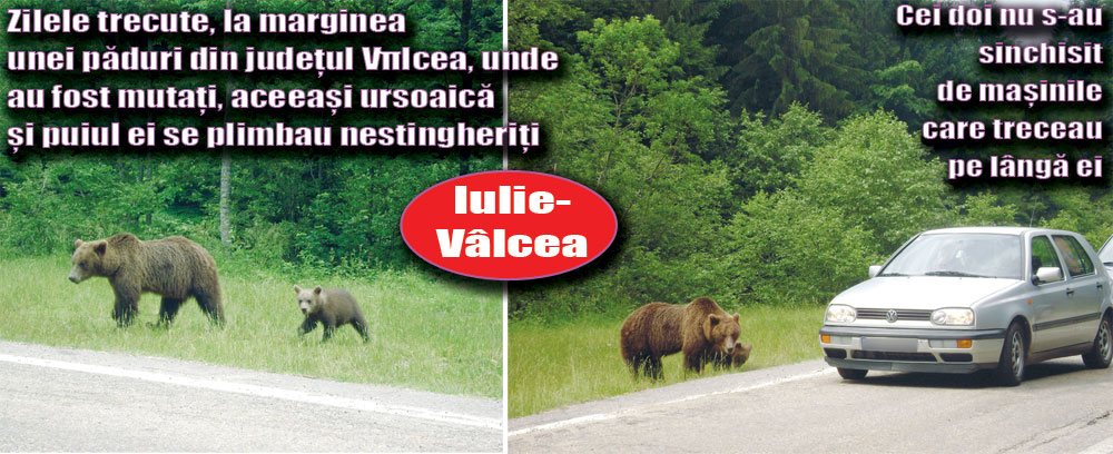 4061-161794-valcea.jpg