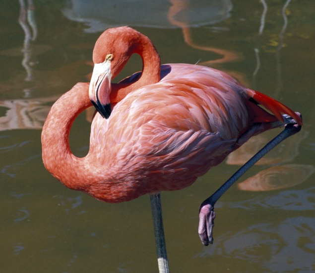 0-173378-flamingo.jpg