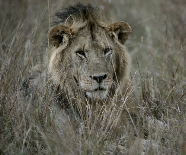 0-174006-leukenya.jpg