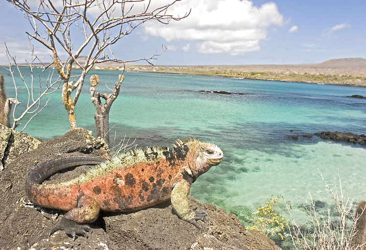 4088-169019-galapagos.jpg
