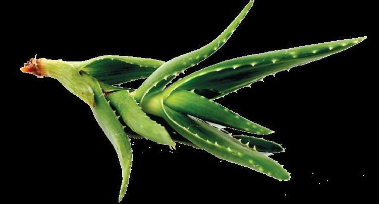 4099-172527-aloe.jpg