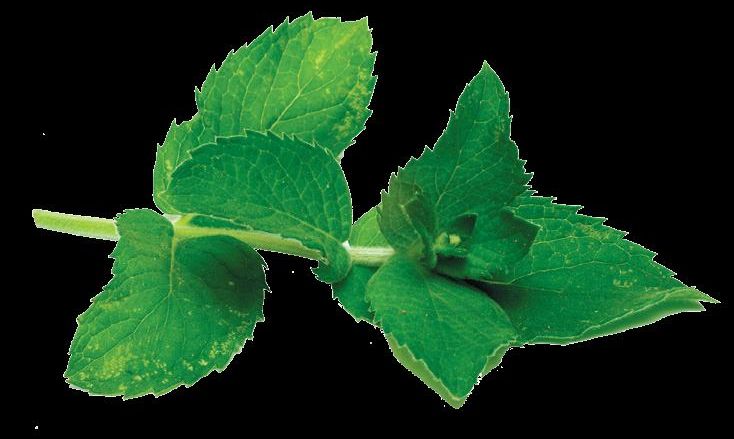 4099-172533-menta.jpg