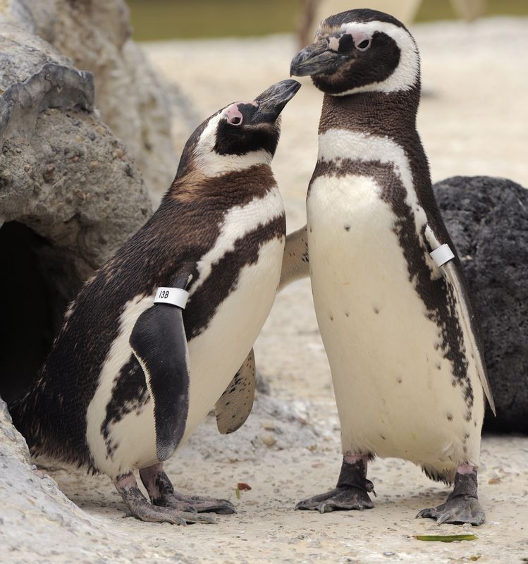 0-180014-pinguini.jpg