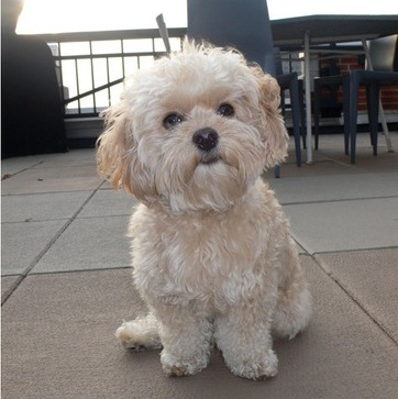 0-183895-daisy.jpg