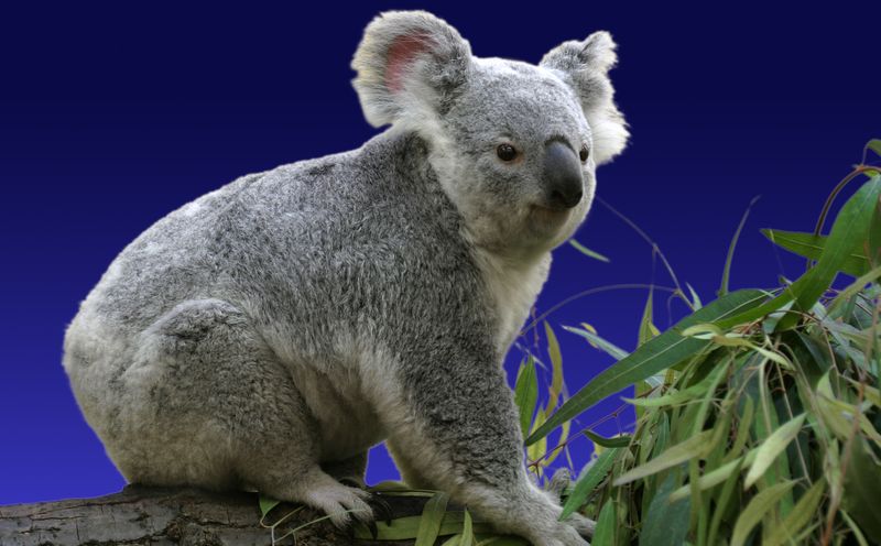 0-187050-koala.jpg