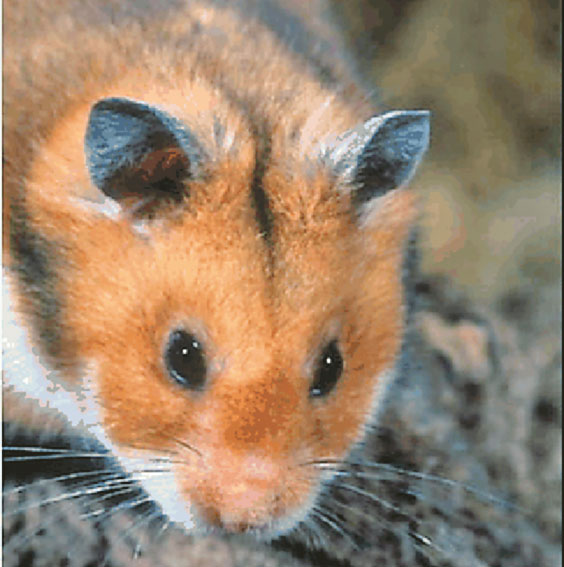 4152-181963-24hamsterdobrogean.jpg