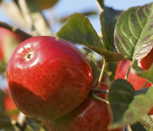 4172-187274-applesnorth.jpg
