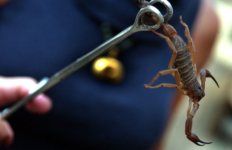 0-188611-scorpion.jpg