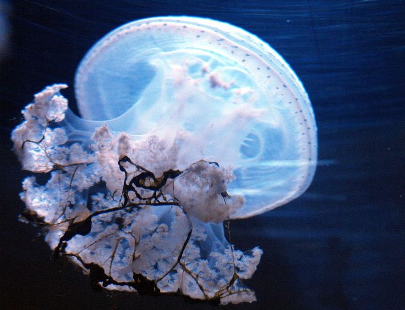 0-189643-jellyfish.jpg
