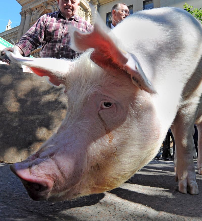 0-195298-porc.jpg