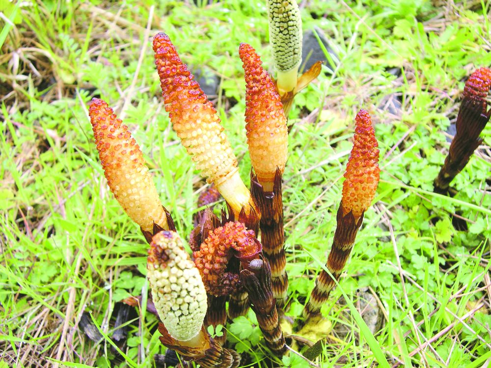 4179-189510-27coadacaluluishutterstock_244157.jpg