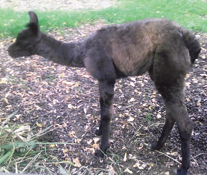 4186-191646-11lama.jpg