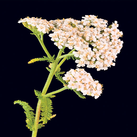 4207-197711-2.jpg