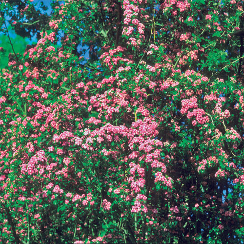 4207-197729-s3.jpg