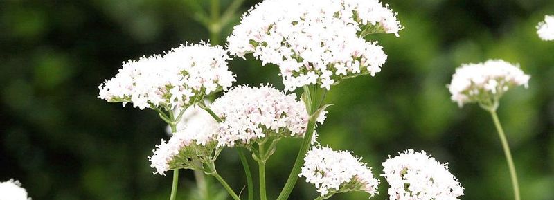 4221-201785-valeriana.jpg
