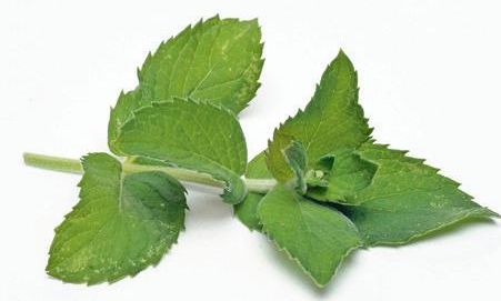 4221-201797-menta.jpg