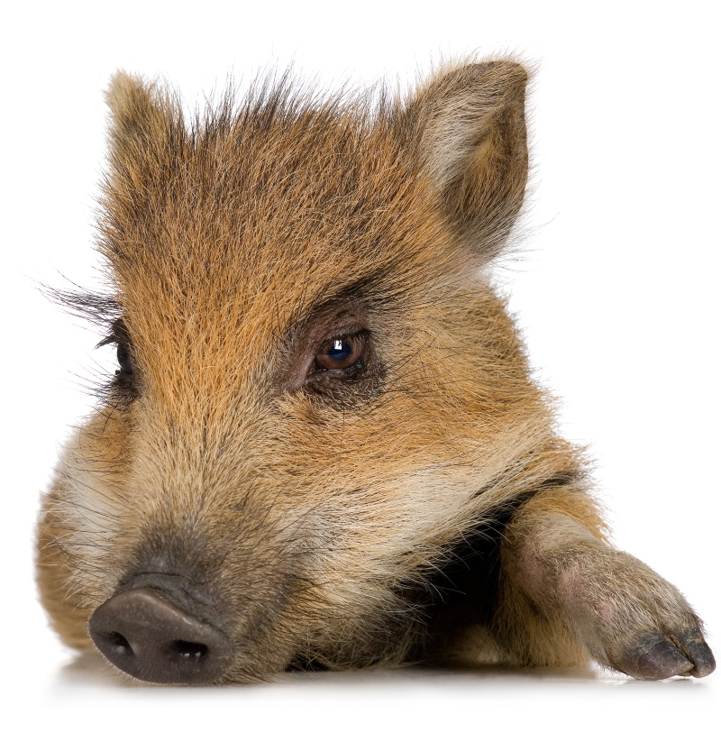 0-210658-microporc.jpg
