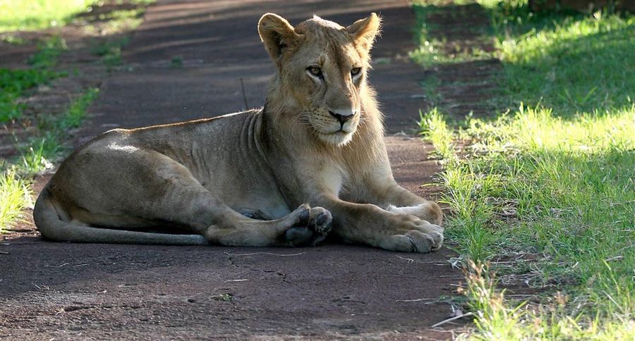 0-210782-lion2.jpg