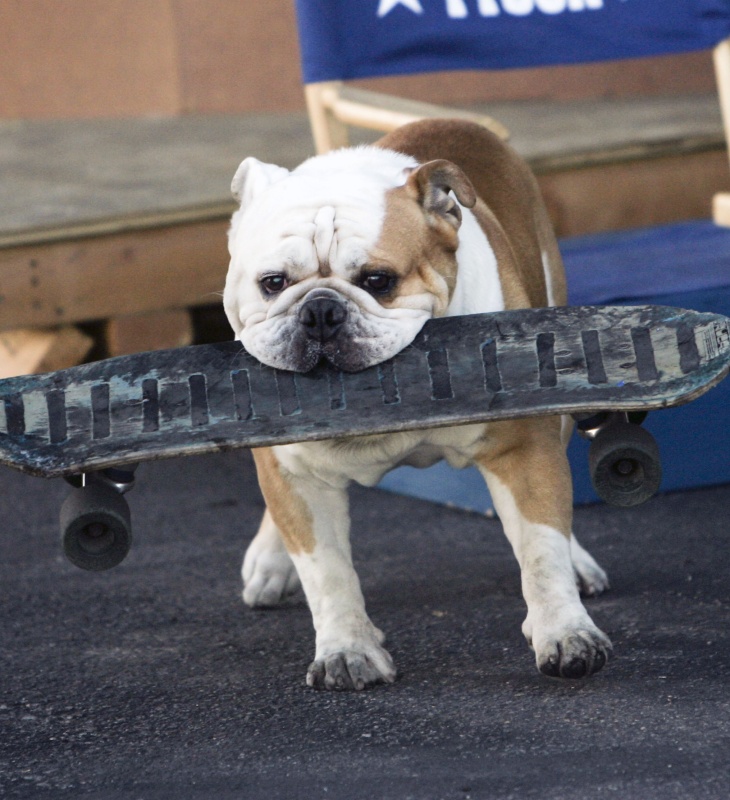0-213101-bulldog1.jpg