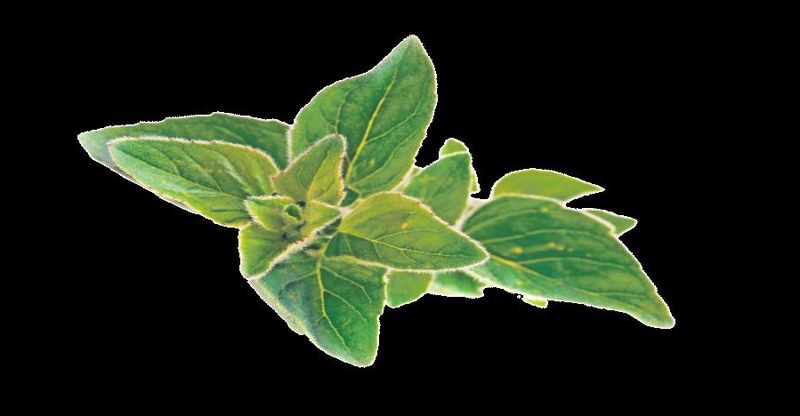 4235-205986-oregano.jpg