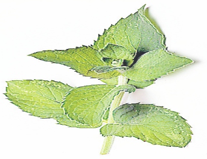 4242-208134-26menta.jpg