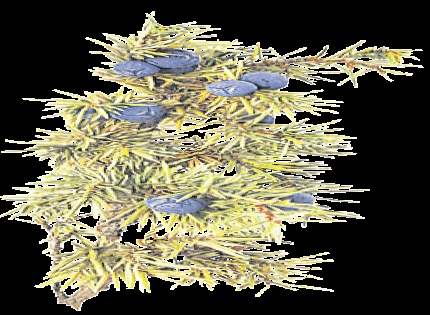 4242-208137-26planta.jpg