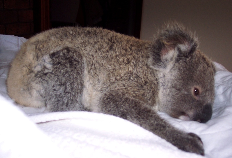 0-219116-koala.jpg