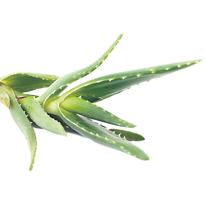 4309-225925-1aloe.jpg