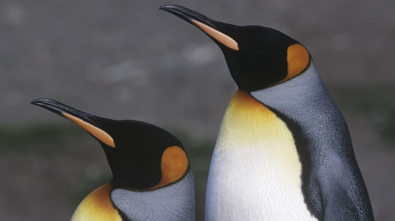 4312-226869-26pinguini.jpg