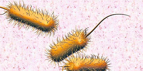 4317-228315-89actescherichiacolibacterieshutterstock_1329359.jpg