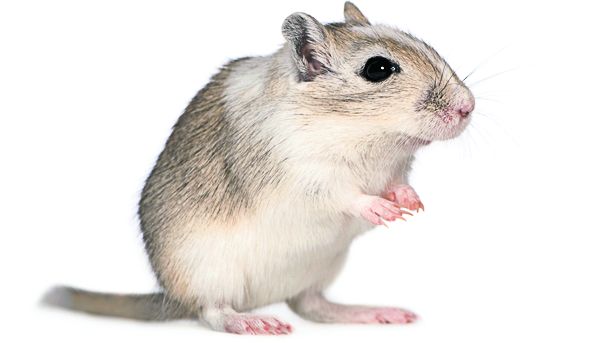 4319-228936-24gerbilshutterstock_11931970.jpg 4319-228936-24gerbilshutterstock_11931970.jpg