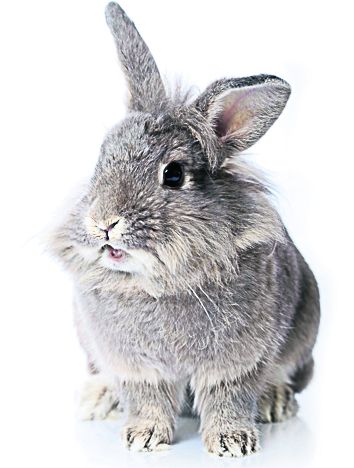 4319-228938-24iepurasshutterstock_36562405.jpg