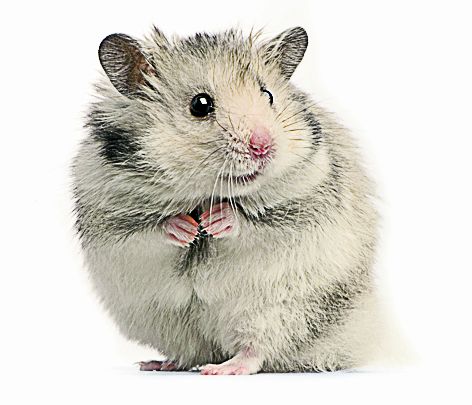 4319-228939-24hamstershutterstock_2522829.jpg