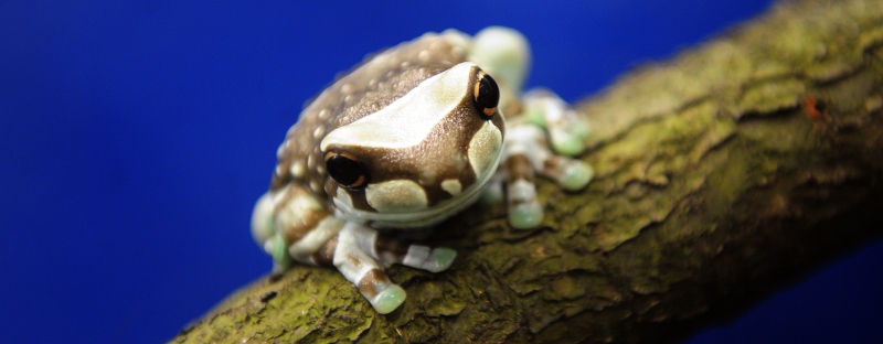 0-240115-froggyepa.jpg