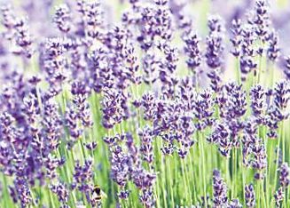4316-227913-lavanda.jpg