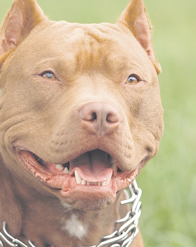 4327-231092-11editiepitbull.jpg