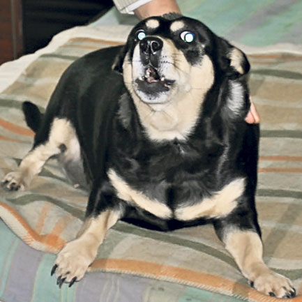 4341-235364-24catelsilvana.jpg