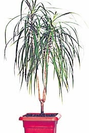 4343-235891-16dracena.jpg