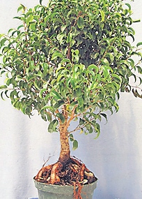 4343-235892-16ficus.jpg