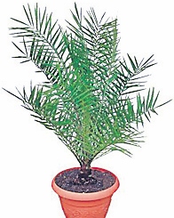 4343-235894-16palmier.jpg